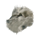 lambswool_icon.png